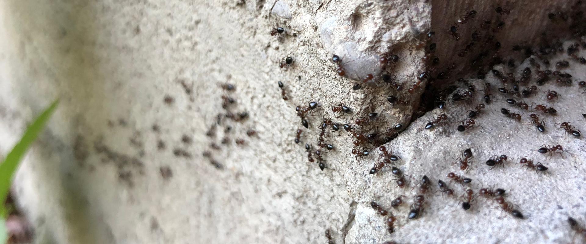 Дезинфекция дезинфекция